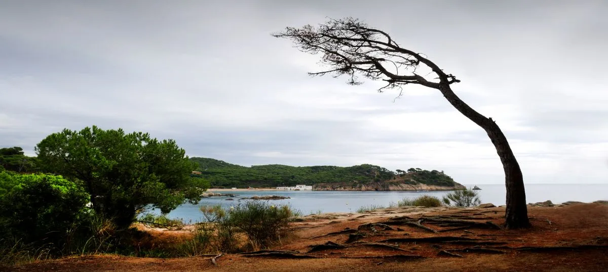 Windswept tree bending against sky