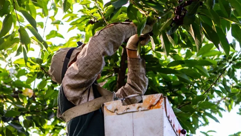 Person picking fruit from tree with ladder